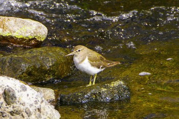 Common Sandpiper 玉川(厚木市) Mon, 4/3/2023