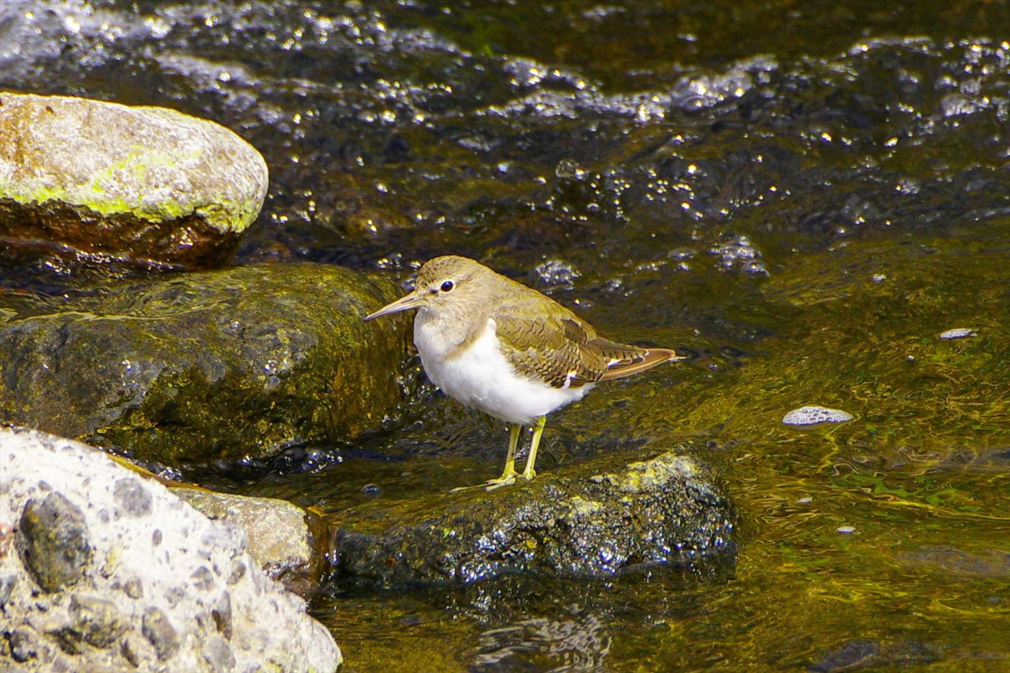 Common Sandpiper