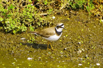 Little Ringed Plover 玉川(厚木市) Mon, 4/3/2023