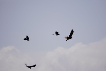 Black Kite Watarase Yusuichi (Wetland) Wed, 4/12/2023