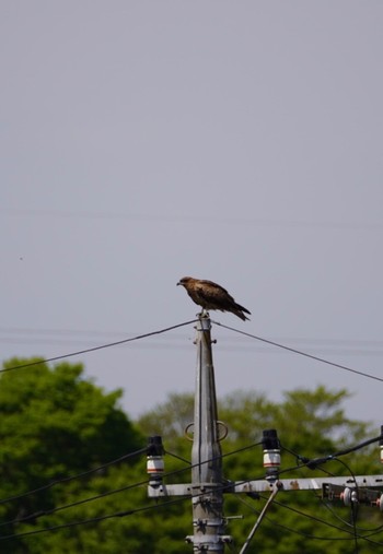 Black Kite Watarase Yusuichi (Wetland) Wed, 4/12/2023