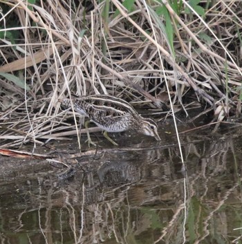 Common Snipe 玉川(厚木市) Wed, 4/12/2023