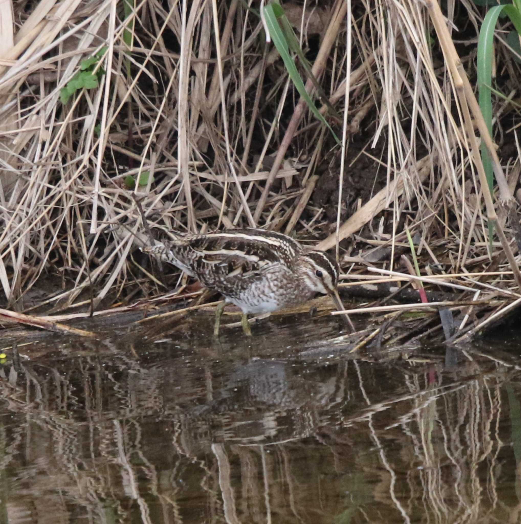 Photo of Common Snipe at 玉川(厚木市) by Tak4628