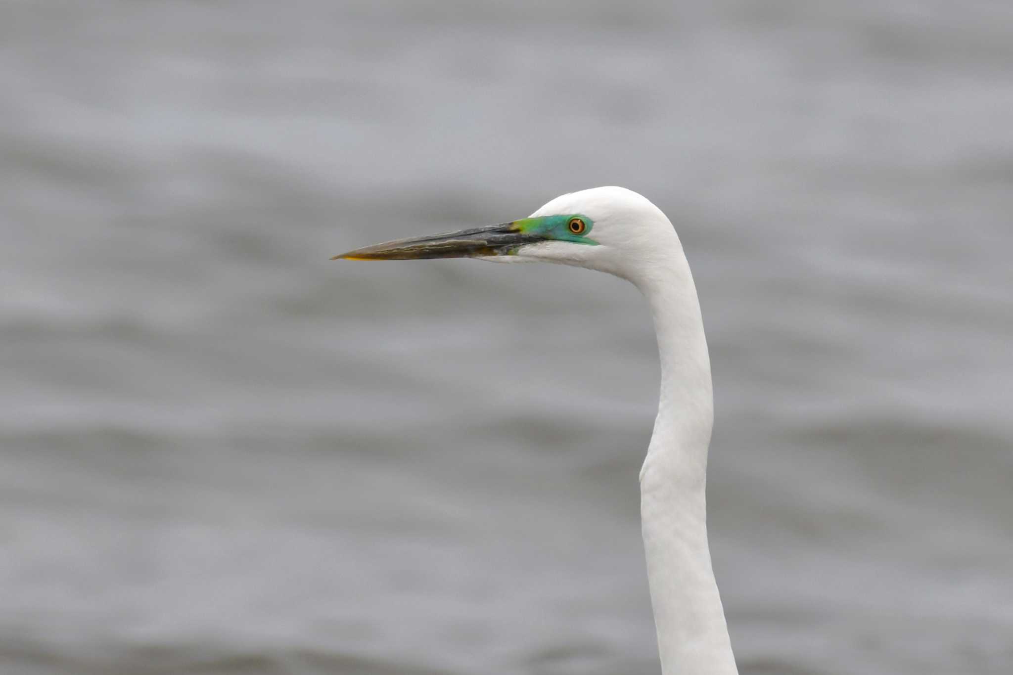 Great Egret