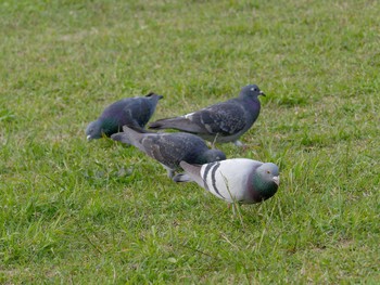 Wed, 4/12/2023 Birding report at Nagahama Park