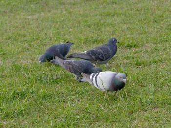 カワラバト 長浜公園 2023年4月12日(水)