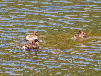 カイツブリ 長浜公園 2023年4月12日(水)