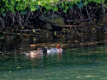 Eurasian Wigeon Nagahama Park Wed, 4/12/2023