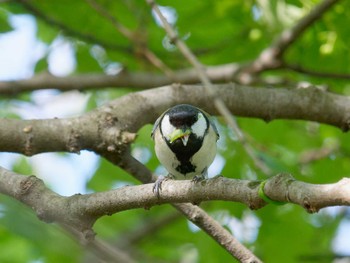 シジュウカラ 長浜公園 2023年4月12日(水)