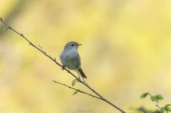 ウグイス こども自然公園 (大池公園/横浜市) 2023年4月1日(土)