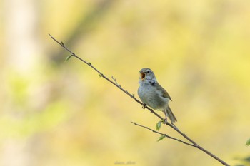 ウグイス こども自然公園 (大池公園/横浜市) 2023年4月1日(土)