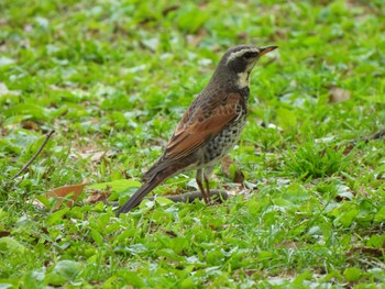 Wed, 4/12/2023 Birding report at 東京都立小金井公園