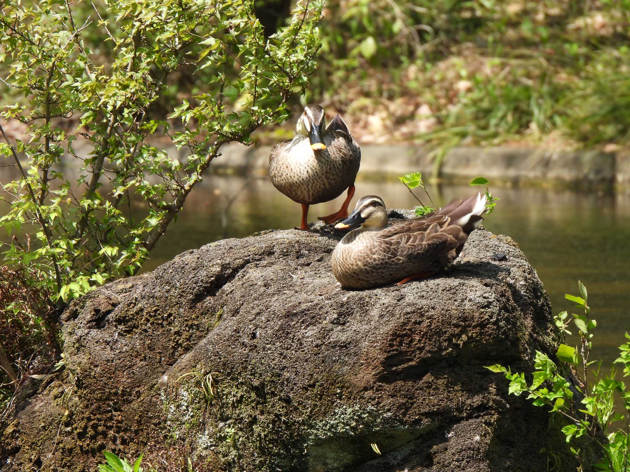 東京都立小金井公園 カルガモの写真 by こむぎこねこ