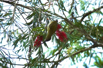 Streaked Spiderhunter Fraser's Hill Mon, 3/6/2023