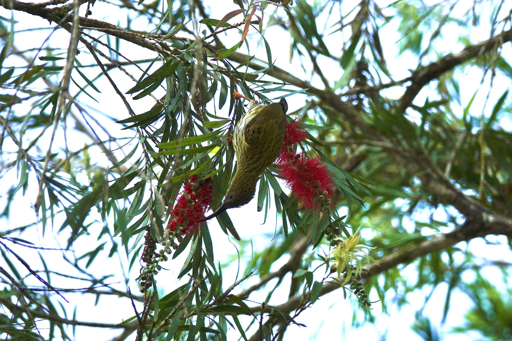 Streaked Spiderhunter