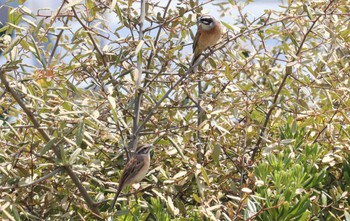 Meadow Bunting 長良川河口堰 Tue, 4/11/2023