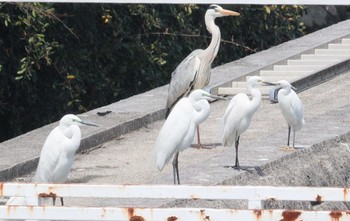 Medium Egret 長良川河口堰 Tue, 4/11/2023