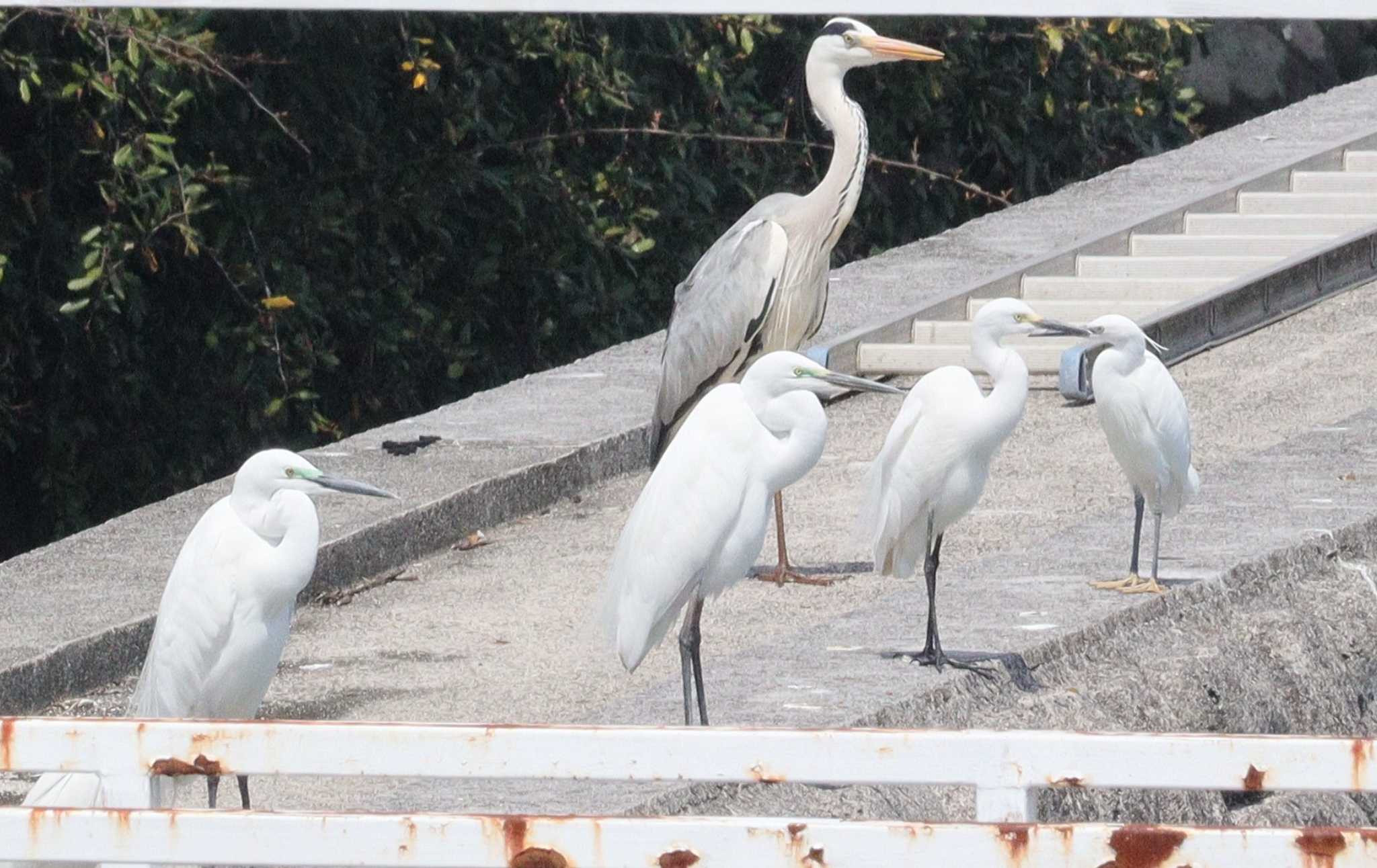 2023年4月10日(月) 長良川河口堰の野鳥観察記録 by ぴーたま 2023年4月10日(月) 長良川河口堰の野鳥観察記録 by ぴーたま