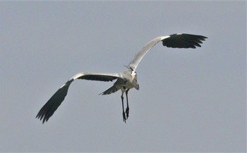 Grey Heron 長良川河口堰 Tue, 4/11/2023