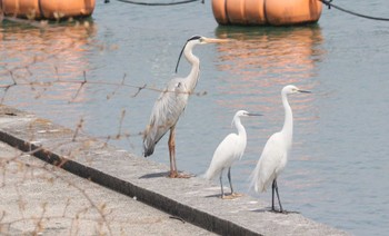 Medium Egret 長良川河口堰 Tue, 4/11/2023