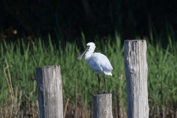 Black-faced Spoonbill Kasai Rinkai Park Sun, 4/9/2023