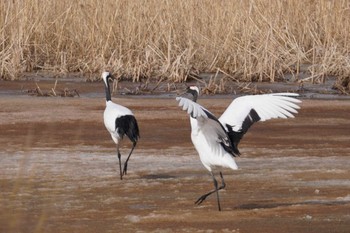 タンチョウ 舞鶴遊水地 2023年3月11日(土)