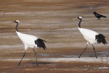 Red-crowned Crane 舞鶴遊水地 Sat, 3/11/2023