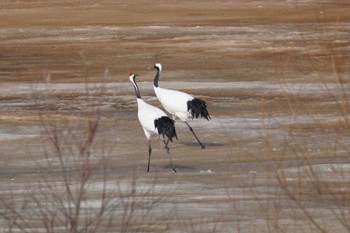 Red-crowned Crane 舞鶴遊水地 Sat, 3/11/2023