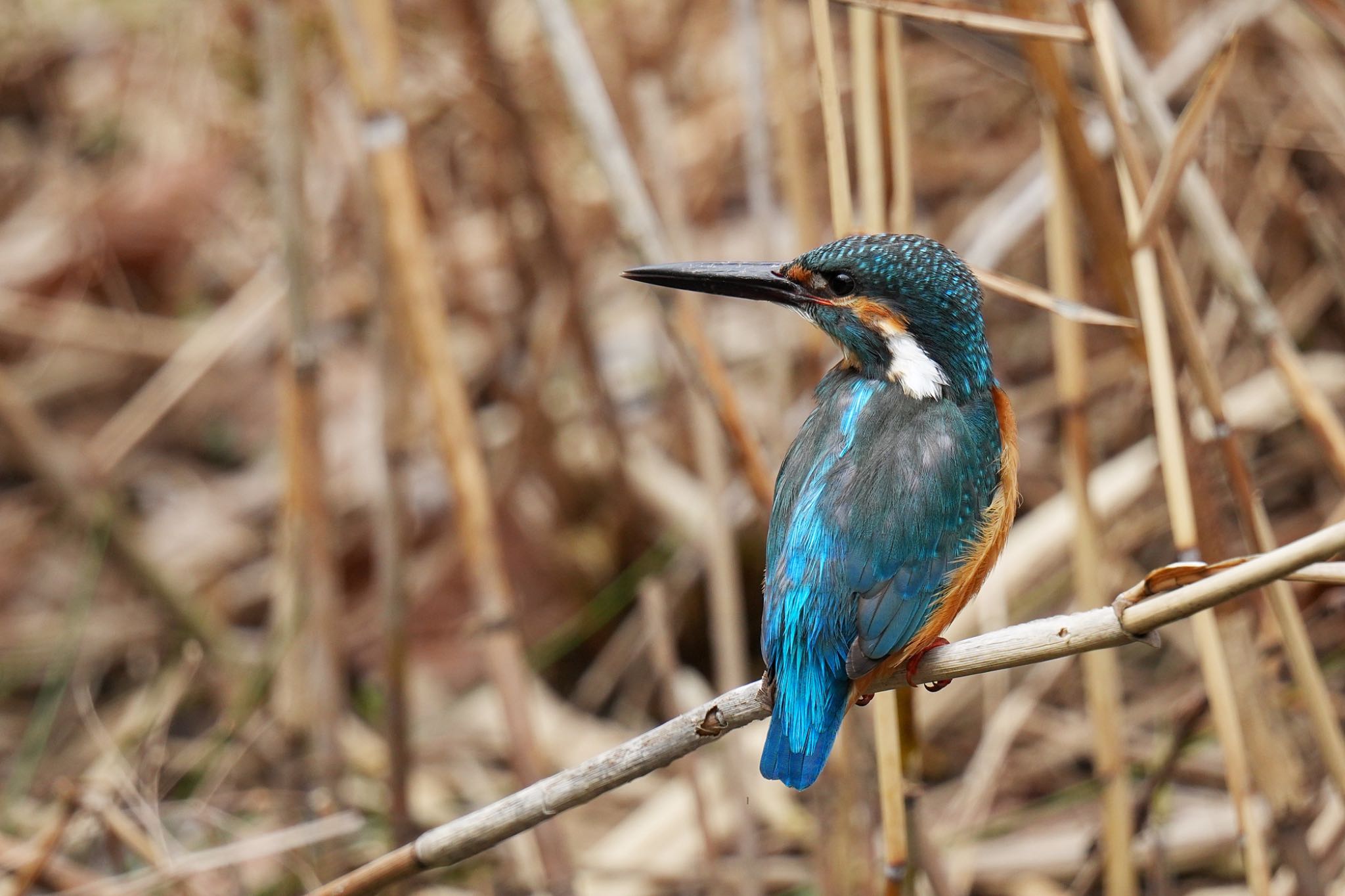 Common Kingfisher