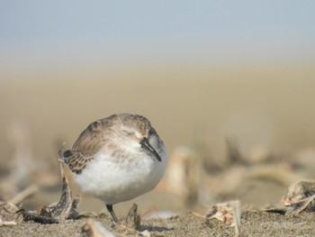 Dunlin 新川漁港 Wed, 4/12/2023