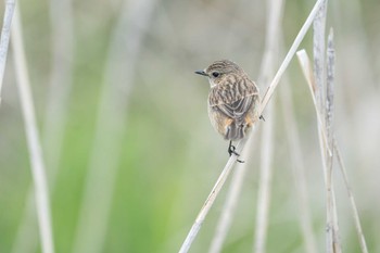 Amur Stonechat Unknown Spots Wed, 4/12/2023