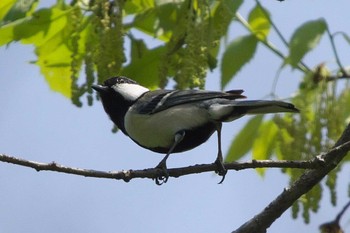 シジュウカラ 池子の森自然公園 2023年4月12日(水)