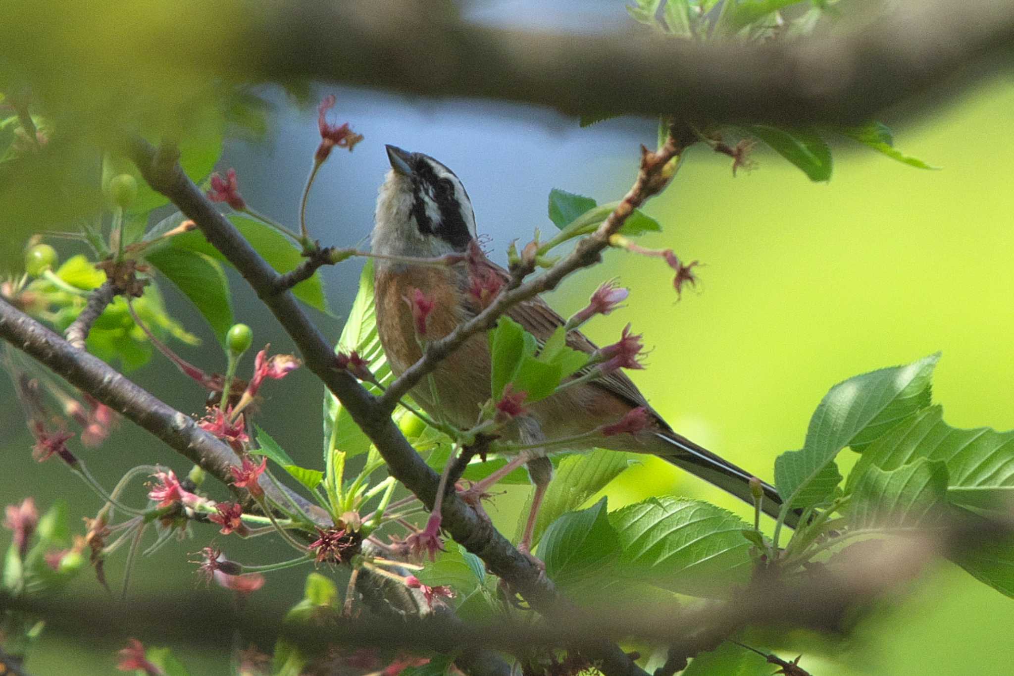 Meadow Bunting