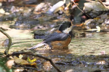 2023年4月12日(水) 池子の森自然公園の野鳥観察記録