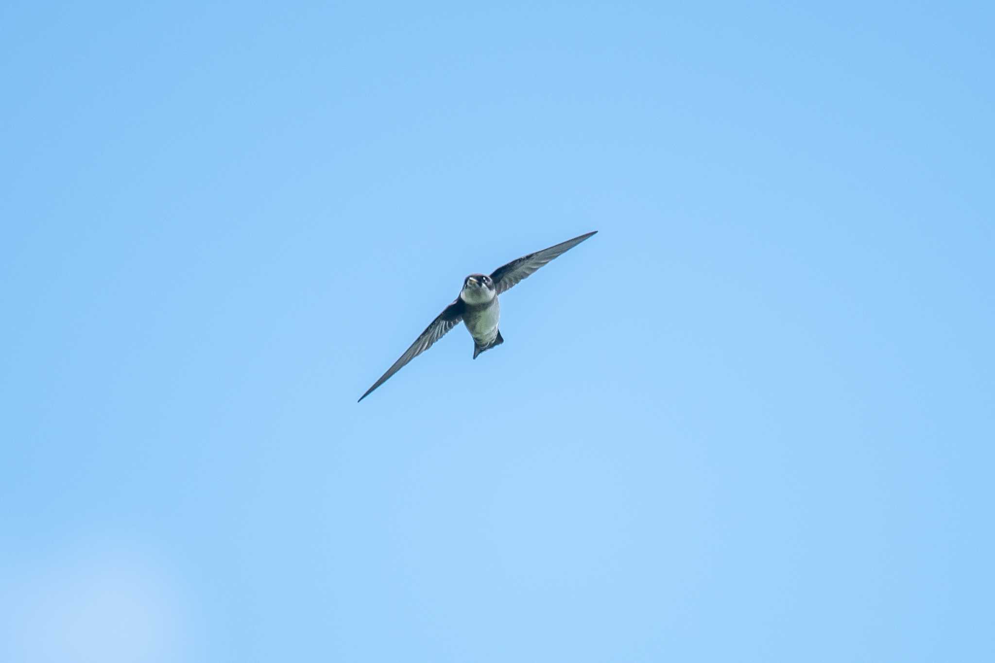 Photo of Asian House Martin at Mikiyama Forest Park by ときのたまお