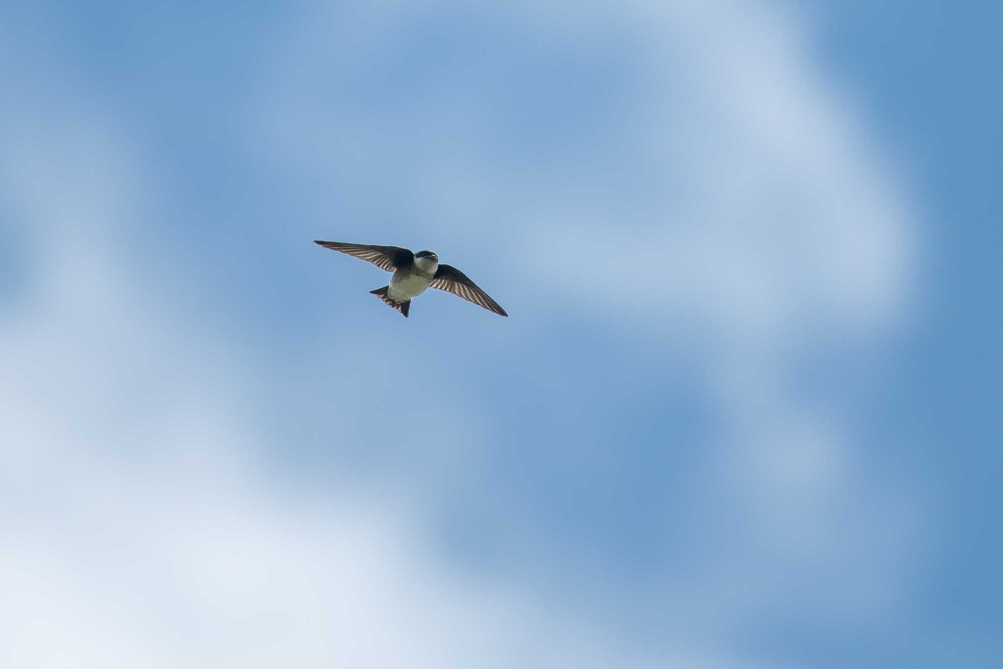 Photo of Asian House Martin at Mikiyama Forest Park by ときのたまお