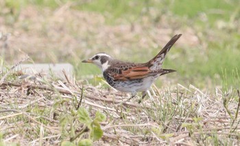 2023年4月11日(火) 鍋田干拓地の野鳥観察記録