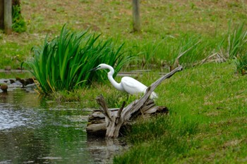 Great Egret Teganooka Park Wed, 4/12/2023