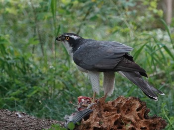 オオタカ 秋ヶ瀬公園 2023年4月11日(火)