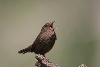 Eurasian Wren 奥日光 Sun, 5/27/2018