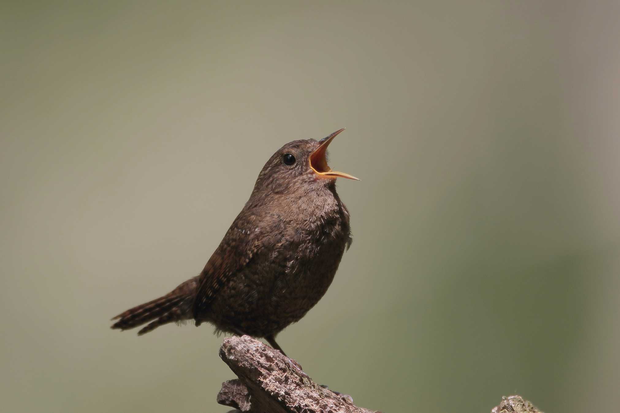 Photo of Eurasian Wren at 奥日光 by pikumon