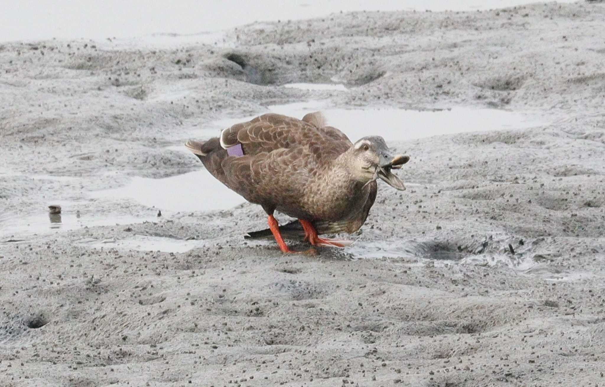 カルガモ