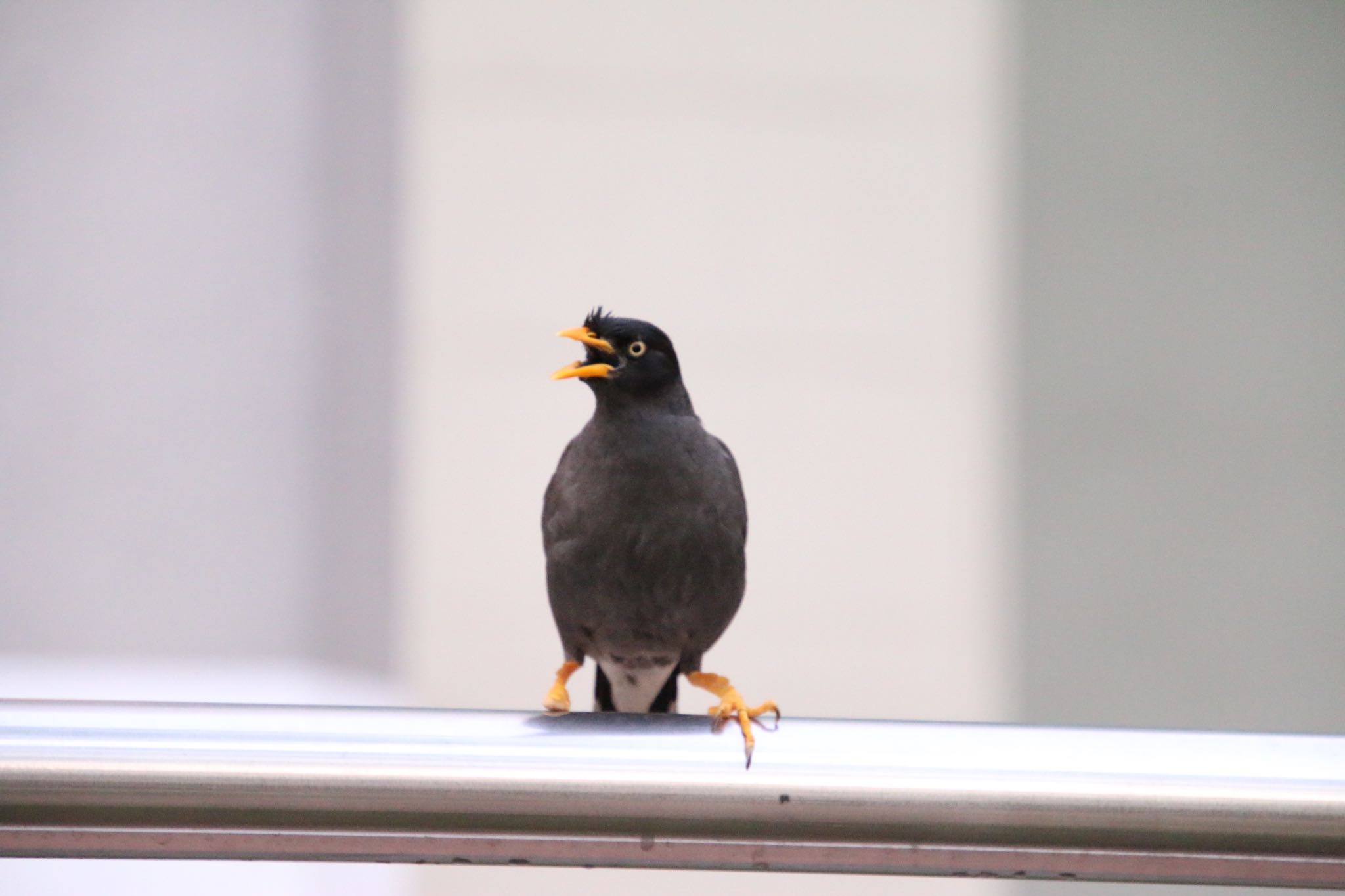 Photo of Javan Myna at シンガポール by AMEMIYASATO