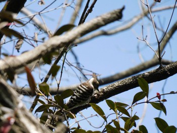 Japanese Pygmy Woodpecker 四季の森公園(横浜市緑区) Tue, 4/11/2023