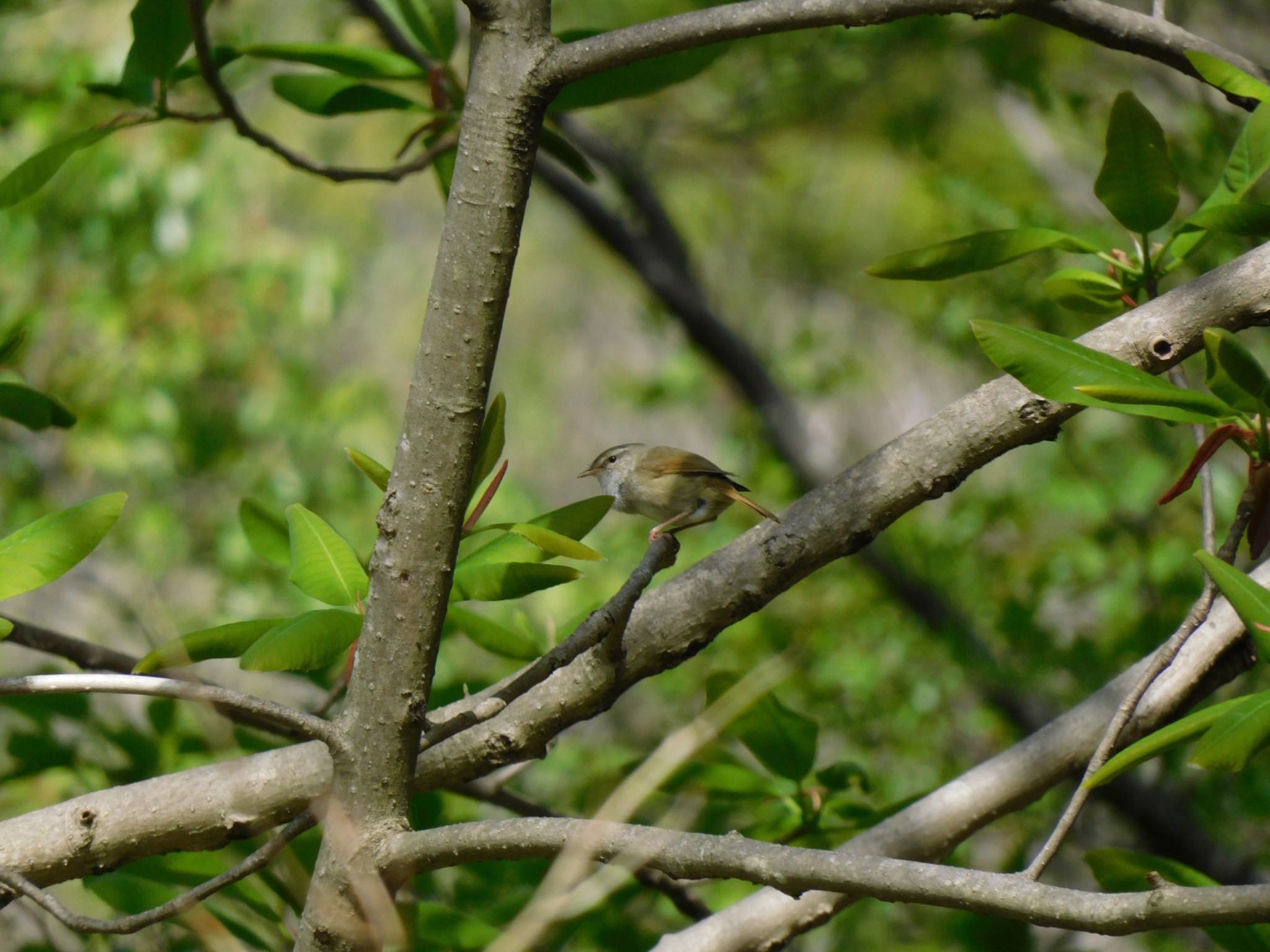 Photo of Japanese Bush Warbler at 四季の森公園(横浜市緑区) by 杜鵑