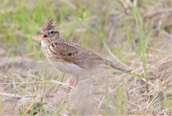 2023年4月12日(水) 野崎川流域(知多市)の野鳥観察記録