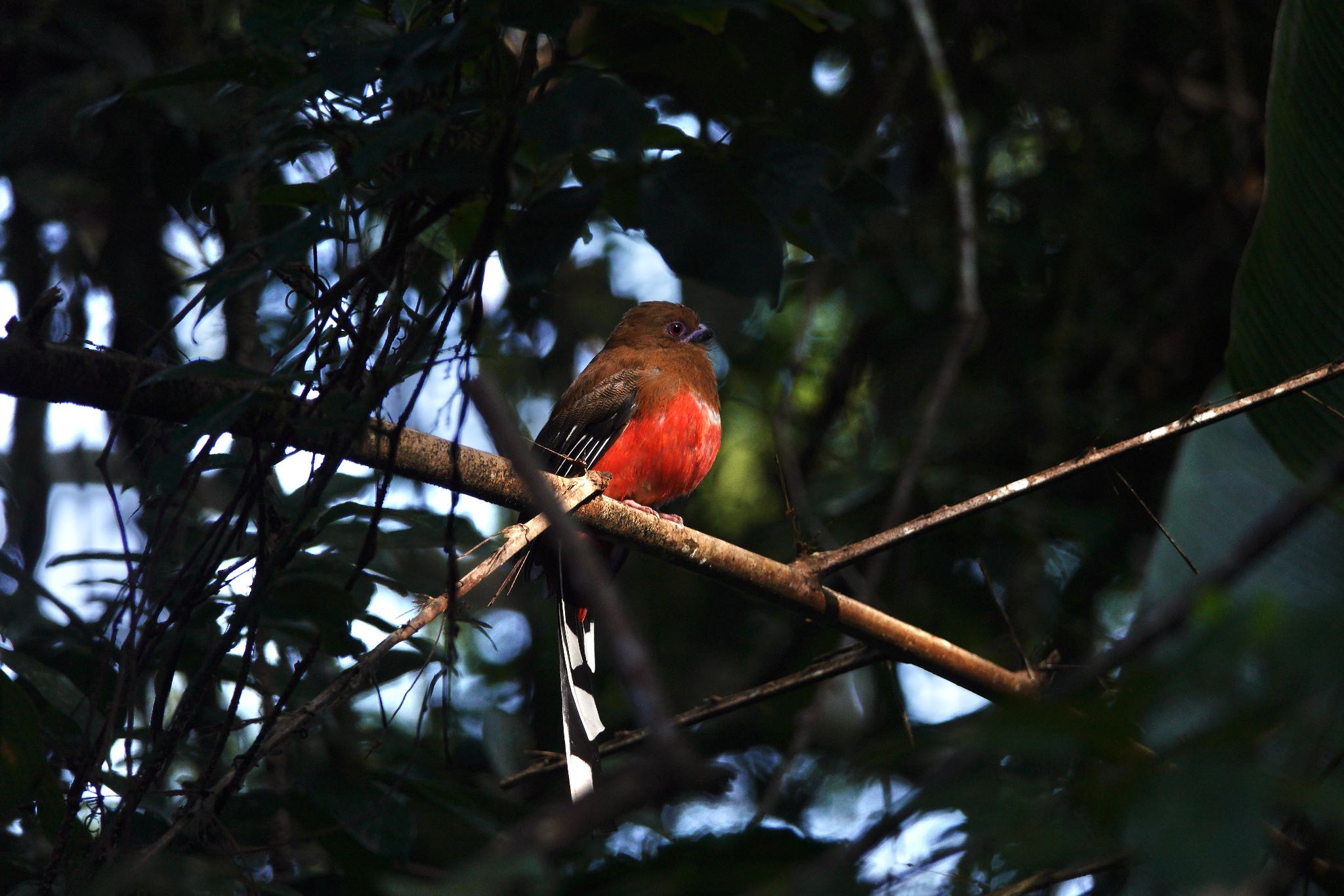 Red-headed Trogon