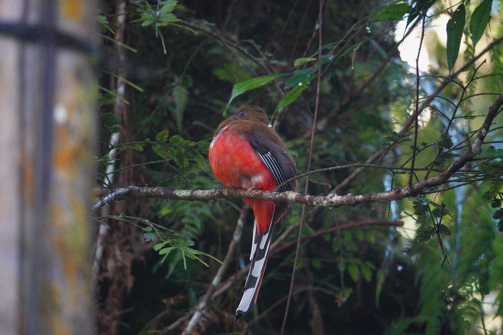 Red-headed Trogon