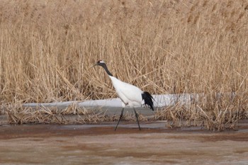 Red-crowned Crane 舞鶴遊水地 Sat, 3/11/2023