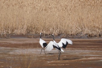 Red-crowned Crane 舞鶴遊水地 Sat, 3/11/2023